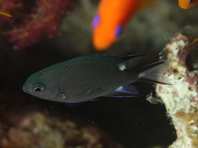 chromis trialpha